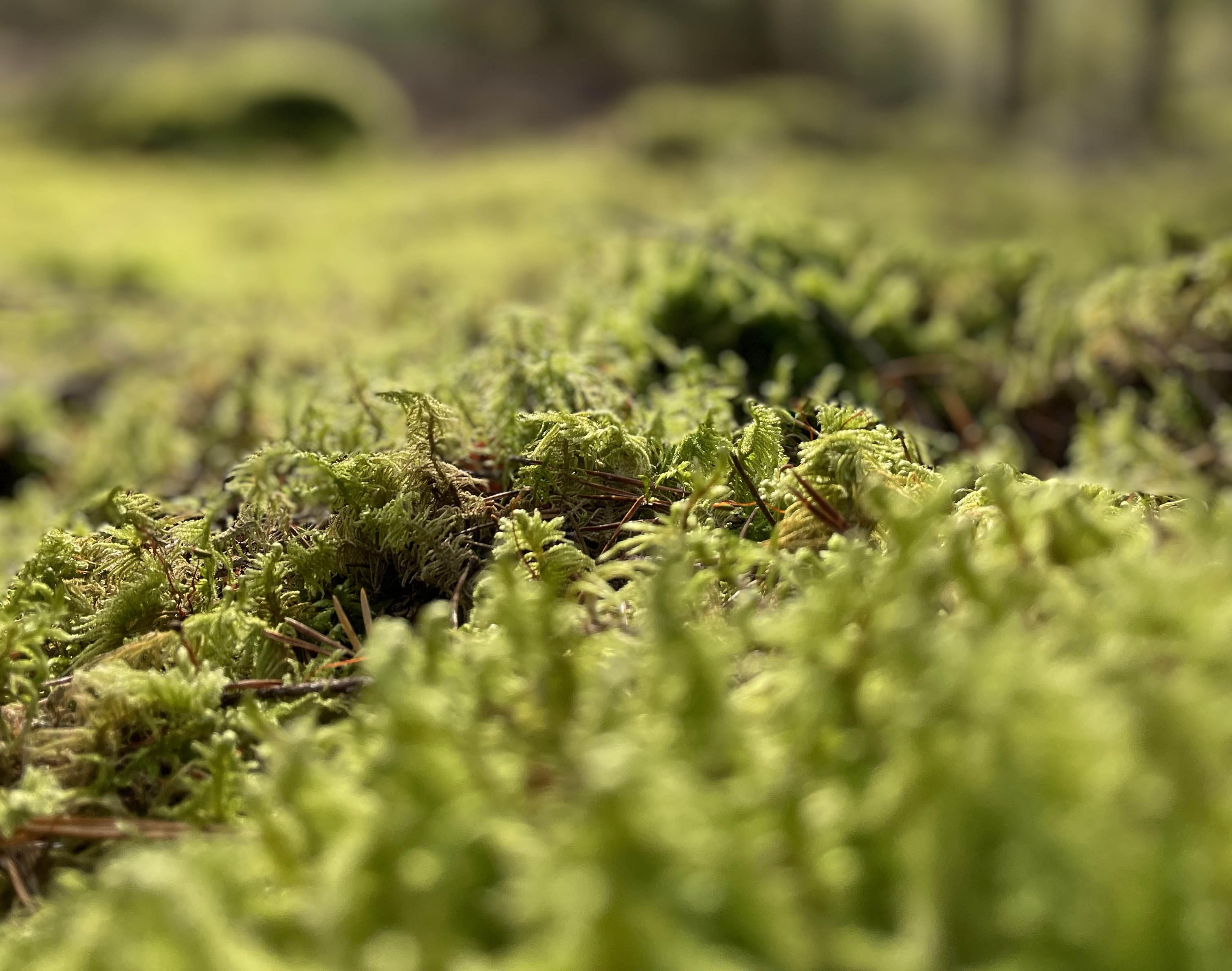 Hållbar skogsförvaltning